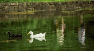 ALLISON LEE ISLEY/SALISBURY POST  Two ducks swim in the opposite direction in Salisbury on Tuesday, May 31, 2016.