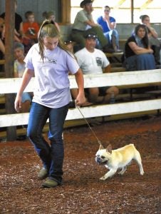 Tiffin Jacobs with George a French Bulldog. He was selected as Best In the Show in the 4-H Dog Show at the Rowan County Fair.   photo by Wayne  Hinshaw, for the Salisbury Post