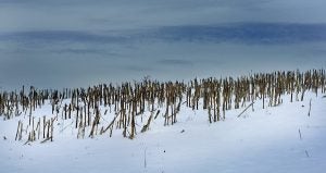 Broken corn stalks stand in a snow covered field off White Farm Road in Western Rowan under the wintry gray-blue skies of late afternoon.   photo by Wayne Hinshaw, for the Salisbury Post