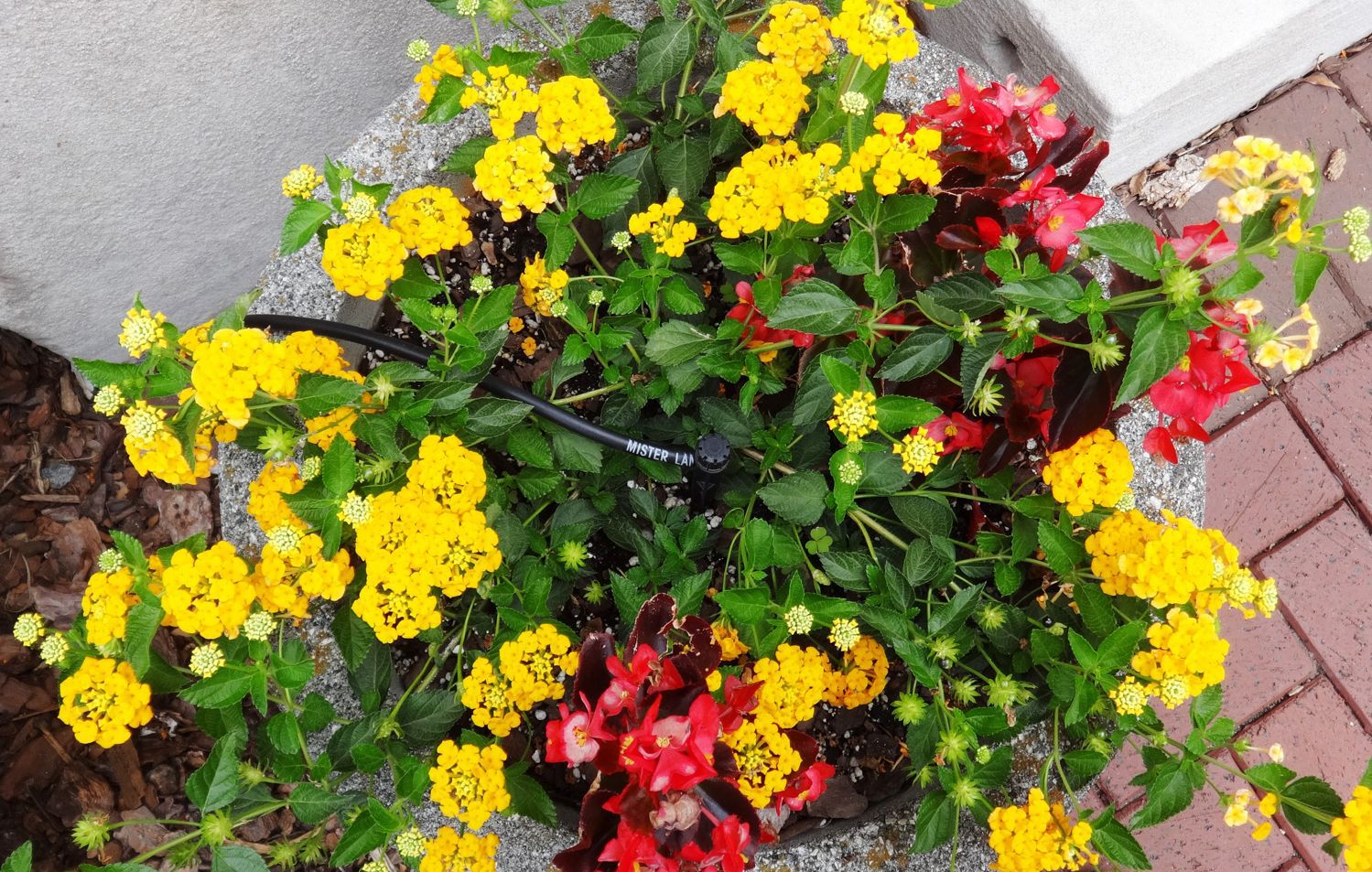 Plants need lots of water, but not too much Salisbury Post