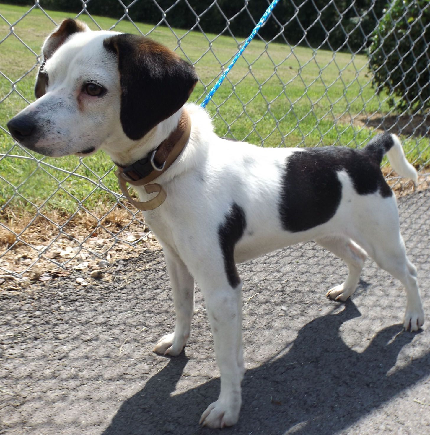 Snoopy-style beagle needs home - Salisbury Post | Salisbury Post
