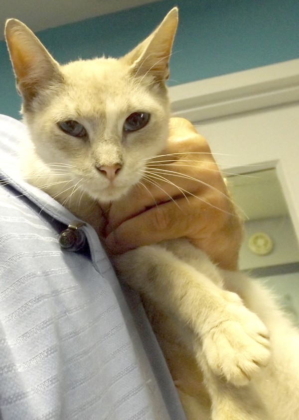 Pals with Paws Cat and dog looking for new home Salisbury Post Salisbury Post