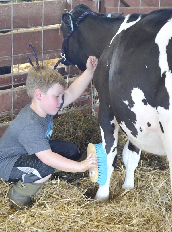 4-H'ers compete in Junior Dairy Show - Salisbury Post | Salisbury Post