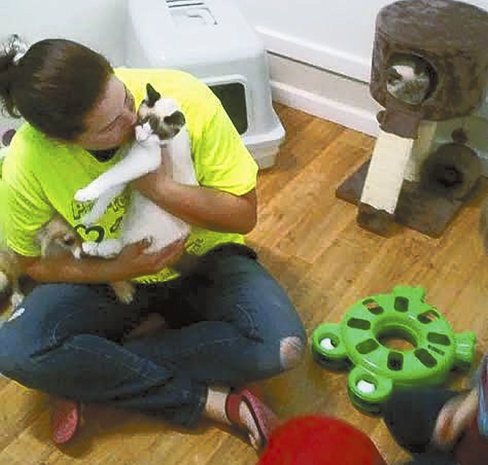 Cat rescue can help find the purrfect friend Salisbury Post