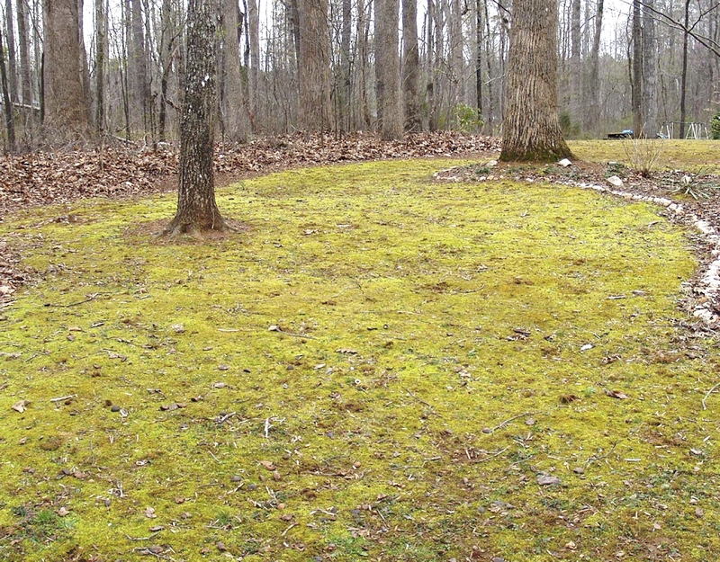 Moss creeps through area lawns Salisbury Post Salisbury Post