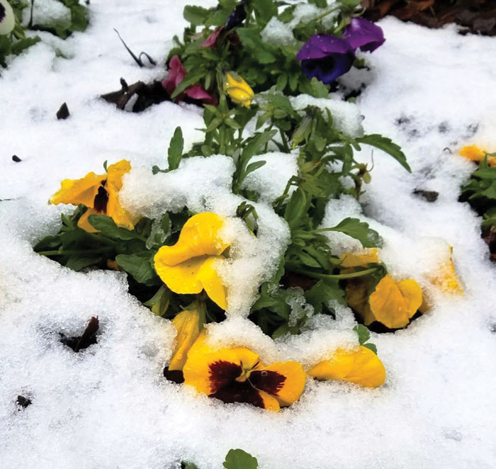 Spring is near, and so are lawn questions Salisbury Post Salisbury Post