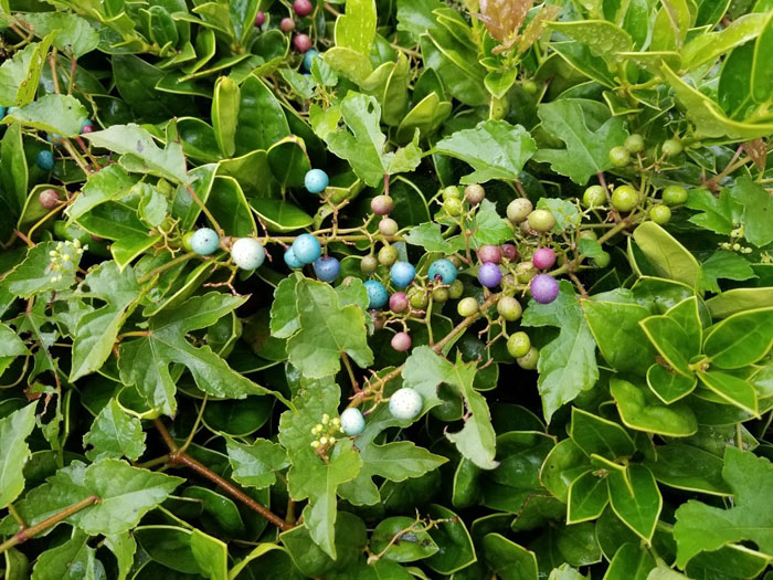 The Porcelain berry vine Salisbury Post Salisbury Post