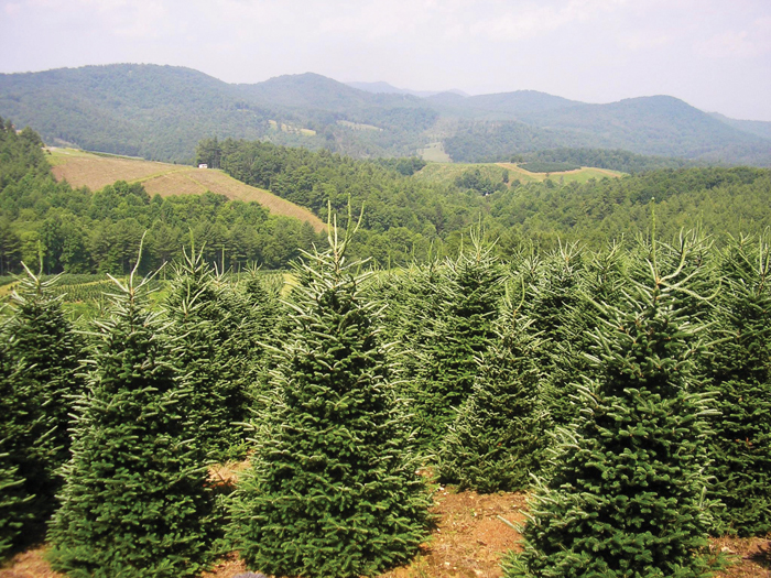 Christmas Trees 101 Salisbury Post Salisbury Post