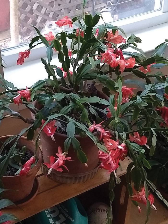 My Christmas cactus bloomed at Thanksgiving! Salisbury Post