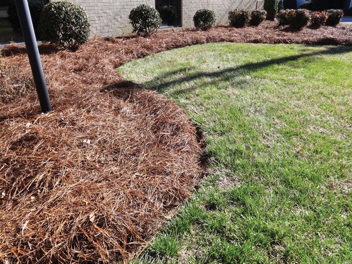 Image of Pine needles grass mulch
