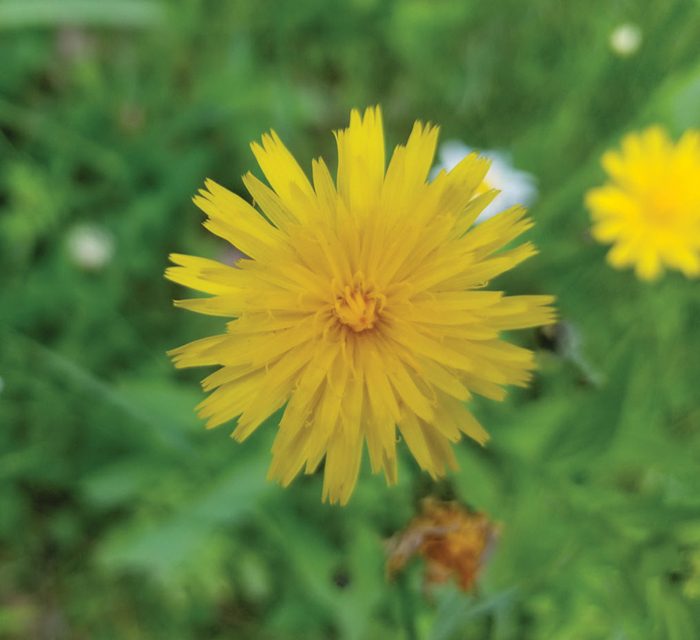 Darrell Blackwelder False dandelion an intriguing weed Salisbury