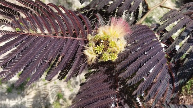 Darrell Blackwelder Answers about trees and shrubs Salisbury Post