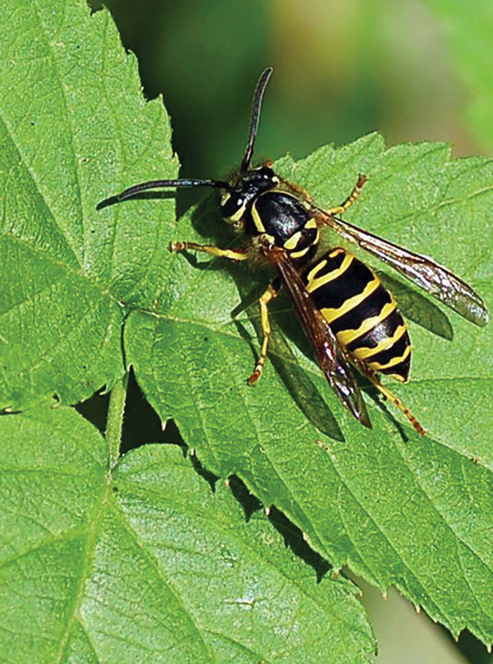Hot weather brings out the yellow jackets Salisbury Post Salisbury Post