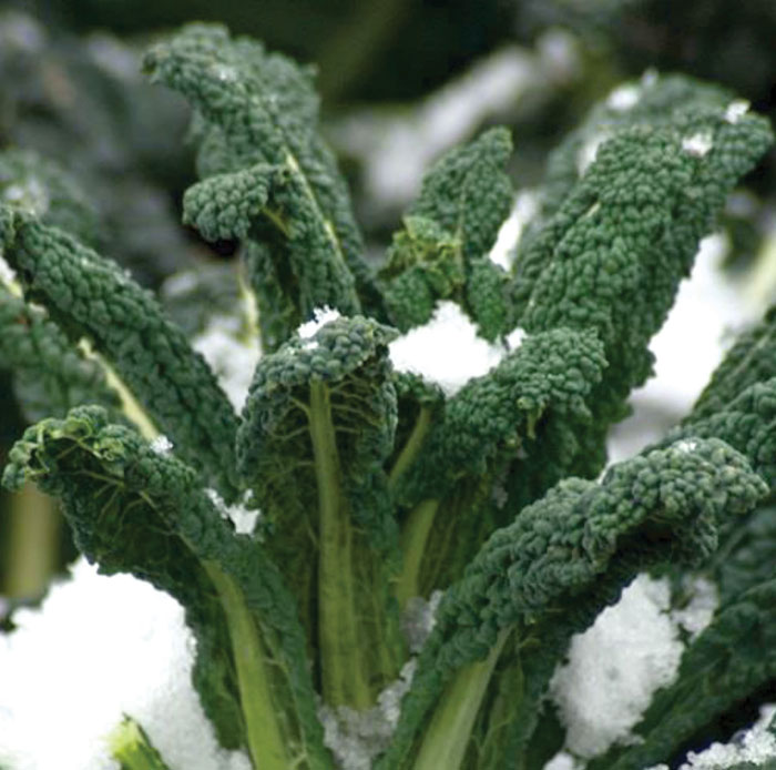 What’s your favorite fall vegetable? Salisbury Post Salisbury Post