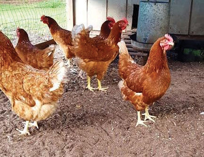 Learn more about keeping backyard chickens - Salisbury ...