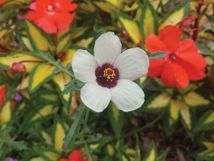 Darrell Blackwelder Hibiscus weed Salisbury Post Salisbury Post