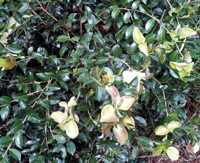 Darrell Blackwelder Camellia leaf gall is a fungus, but causes little