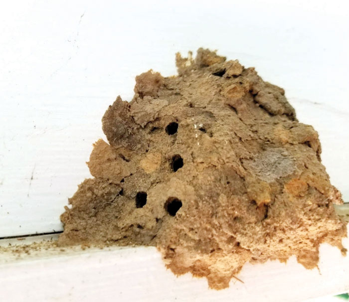 Darrell Blackwelder Mud daubers build their nests in the summer