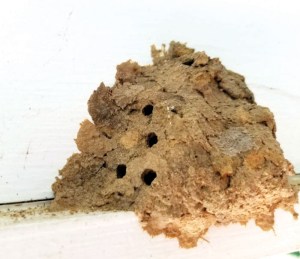 Darrell Blackwelder Mud daubers build their nests in the summer