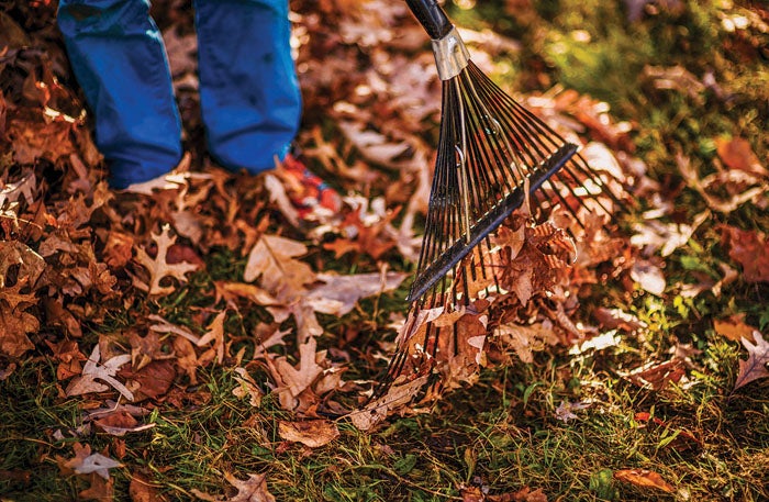 Home Improvement: Safe and effective ways to clean up leaves – Salisbury Post
