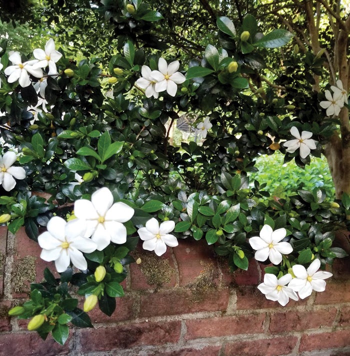 Darrell Blackwelder column: Gardenias are beginning to bloom - Salisbury  Post | Salisbury Post