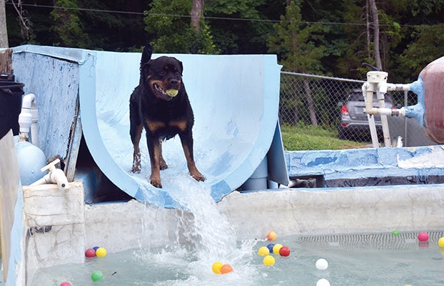 It's like heaven:' Dog World Dog Park provides puppy paradise in