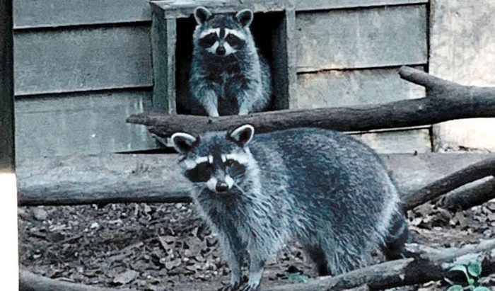 Rabid raccoon break-in forces Dan Nicholas Park staff to euthanize three  animals - Salisbury Post | Salisbury Post
