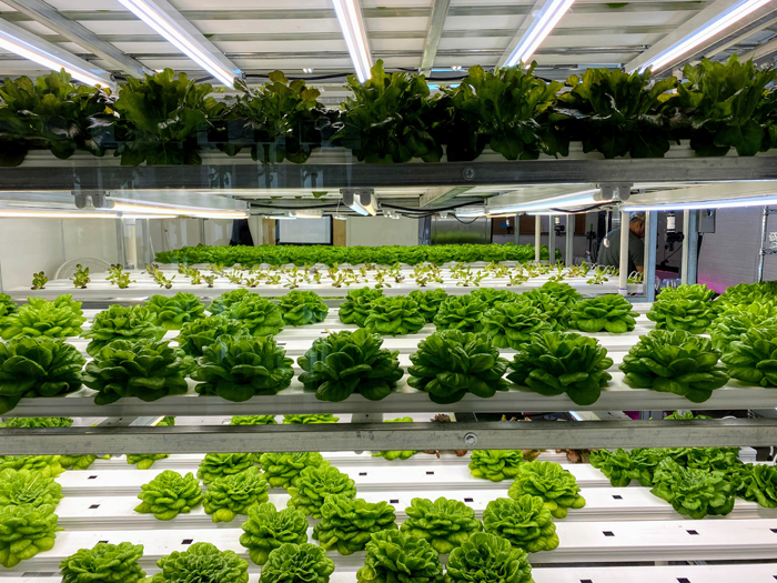 Amy-Lynn Albertson：今年的农业综合企业之旅的重点是中国林 – 索尔兹伯里邮报