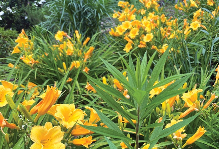 Sarina Dellinger column: Managing weeds in your home garden – Salisbury Post