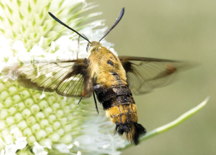 Darrell Blackwelder Hummingbird moth is a gentle, pollinating insect