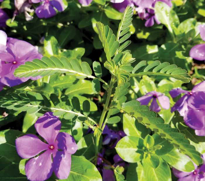Darrell Blackwelder Controlling noxious weed chamberbitter can be