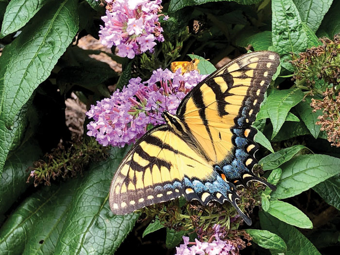 Darrell Blackwelder Butterfly bush — good or bad?? Salisbury Post