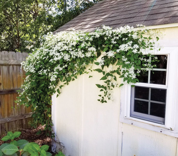 Darrell Blackwelder Sweet Autumn clematis is an attractive, fast