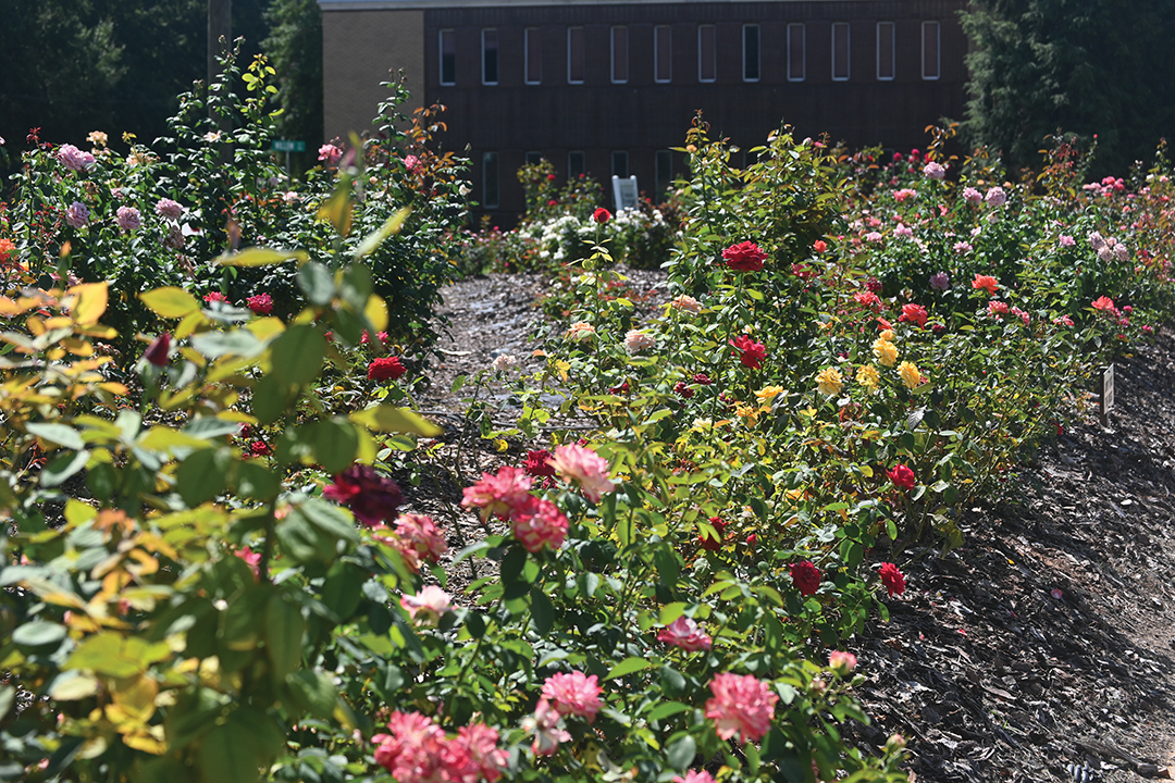 West Innes Street rose garden named Landscape of the Month Salisbury