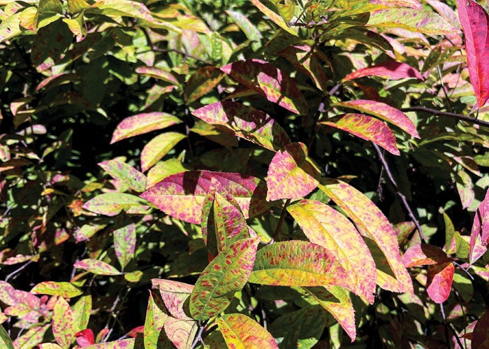 Sarina Dellinger: Creating fall color in the home garden – Salisbury Post