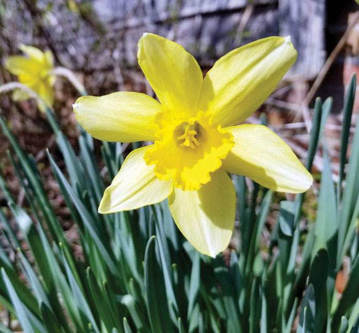 Darrell Blackwelder There is still time to plant spring flowering