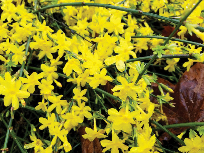 Darrell Blackwelder Winter jasmine blooms in coldest months