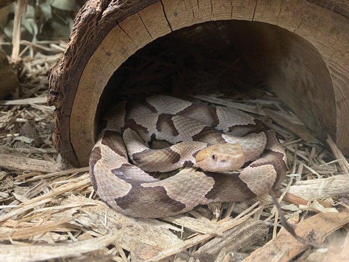 On opening day, Rowan Wild introduces Peepers the copperhead snake -  Salisbury Post | Salisbury Post