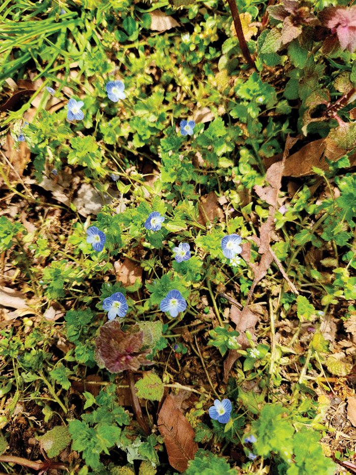 Spring weather prompts questions Salisbury Post Salisbury Post