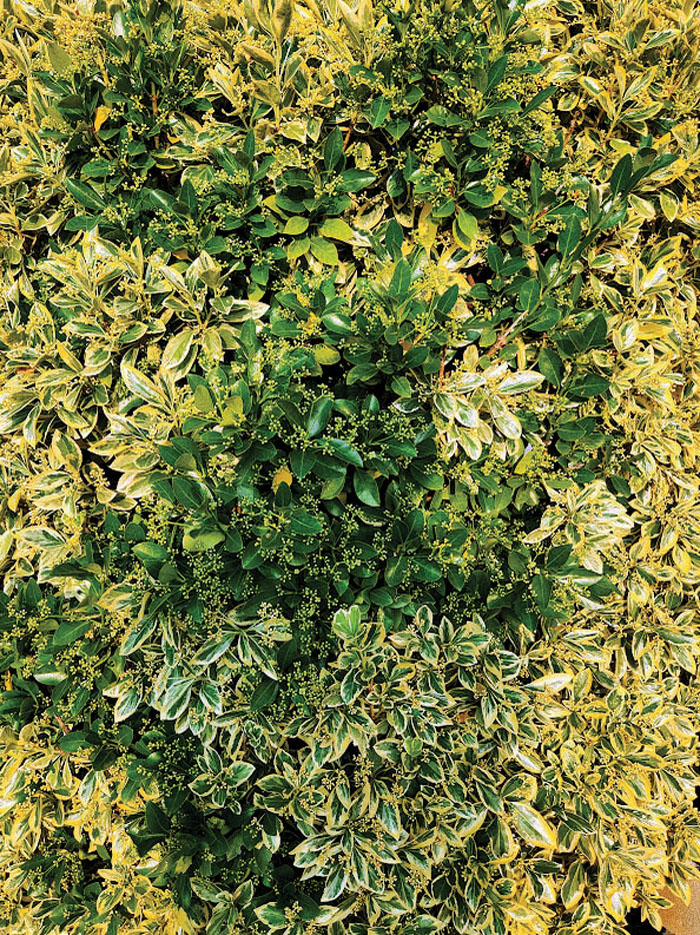 Darrell Blackwelder Sometimes variegated plants revert to solid colors Salisbury Post