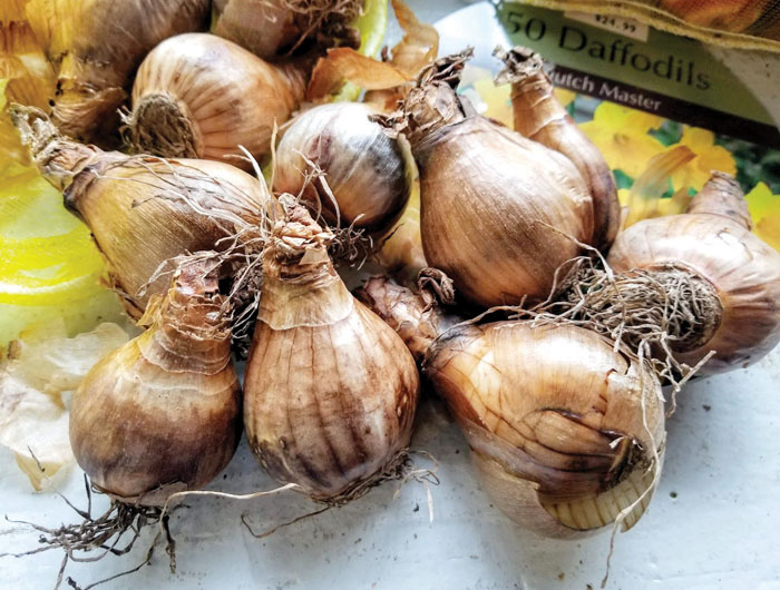 Darrell Blackwelder Spring flowering bulbs should be planted now