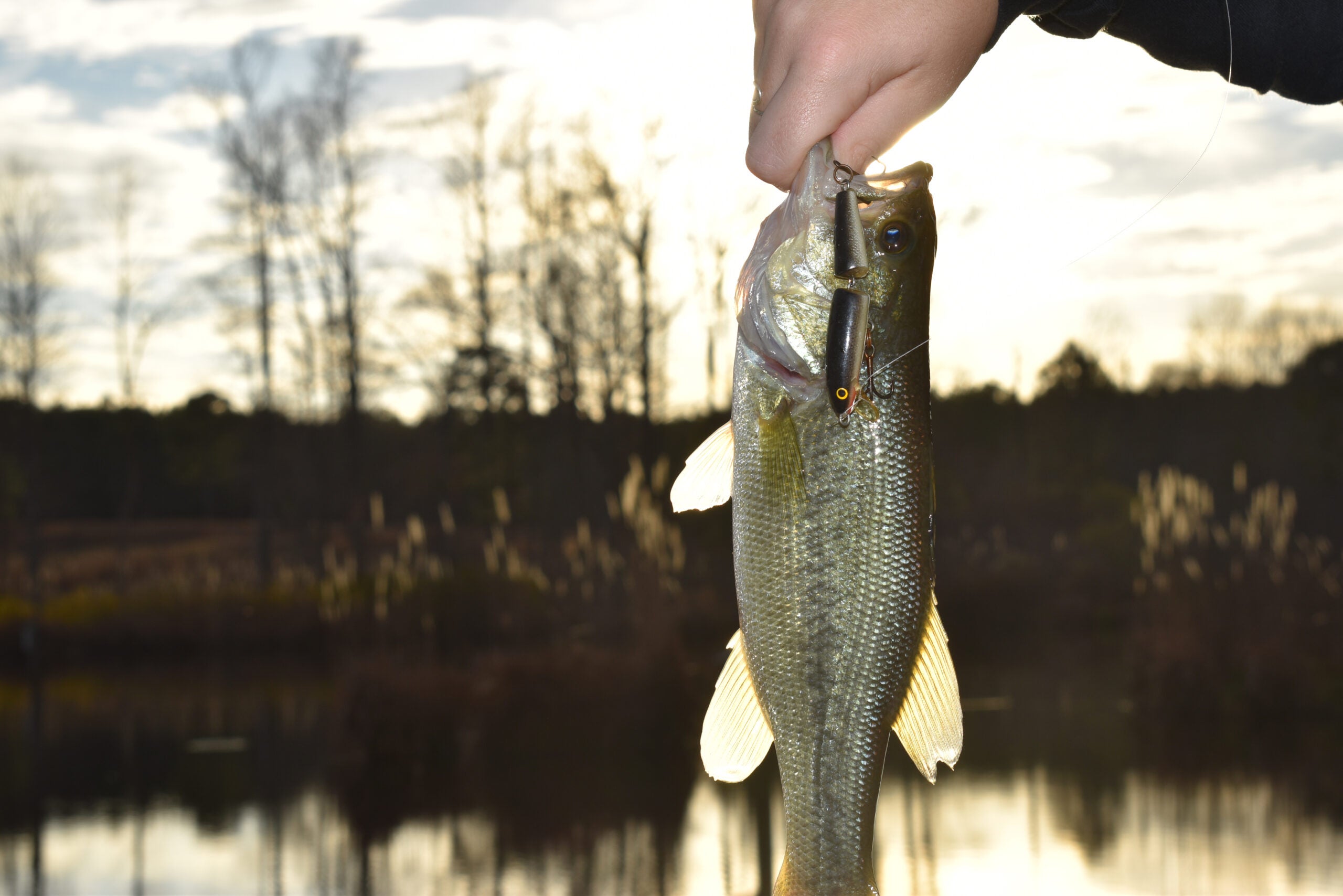 NC angler group supports Wildlife Agency's hybrid bass program - Salisbury  Post