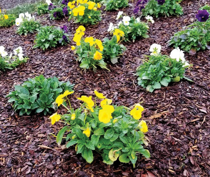 Darrell Blackwelder Winter pansy care Salisbury Post Salisbury Post