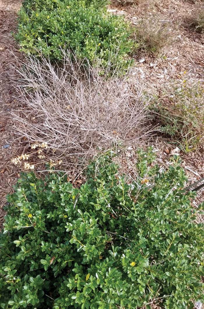 Darrell Blackwelder Preventing shrubs from dying Salisbury Post