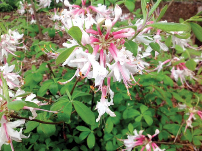 AmyLynn Albertson Master Gardener Plant Sale at Rowan Extension Center Salisbury Post