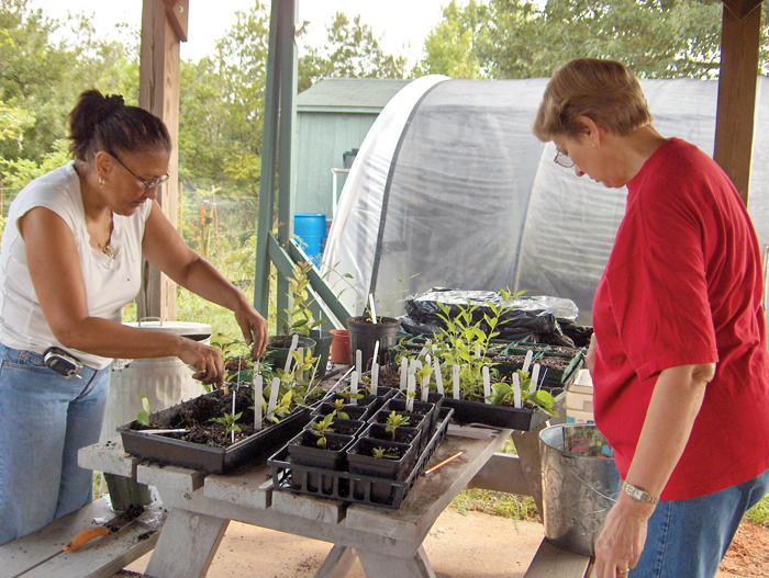 AmyLynn Albertson Plant propagation classes planned Salisbury Post Salisbury Post