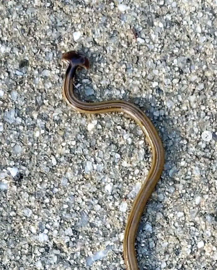 Hammerhead worms raise alarms in North Carolina gardens