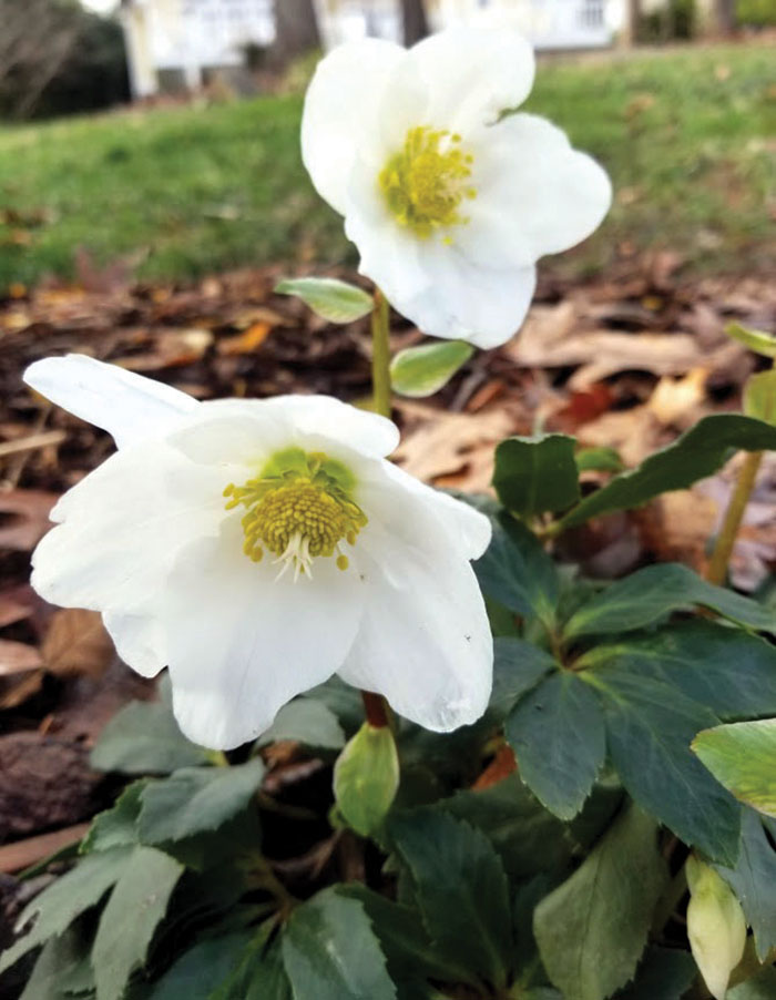 Darrell Blackwelder: Christmas Rose is blooming | Salisbury Post