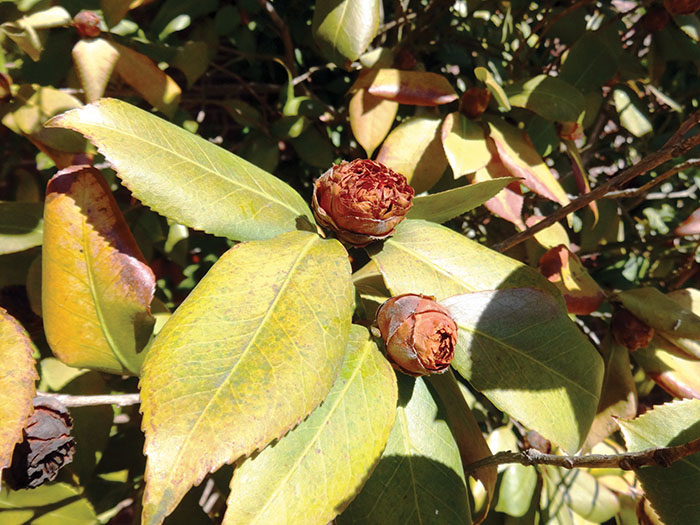 Darrell Blackwelder: Winter weather and cold damage to plants